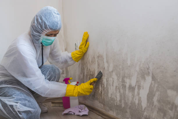 Trusted Dunedin, FL Mold Inspection, Removal & Remediation Experts